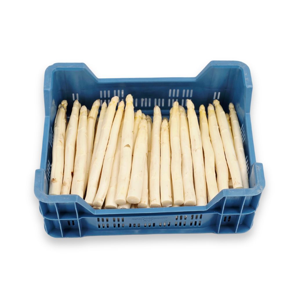 Asperges AA Wit - 5 kg B2B