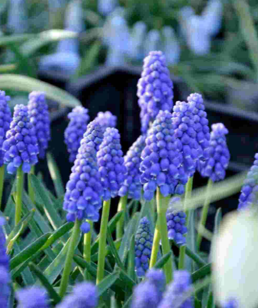Blauwe Druifjes (25 bollen)