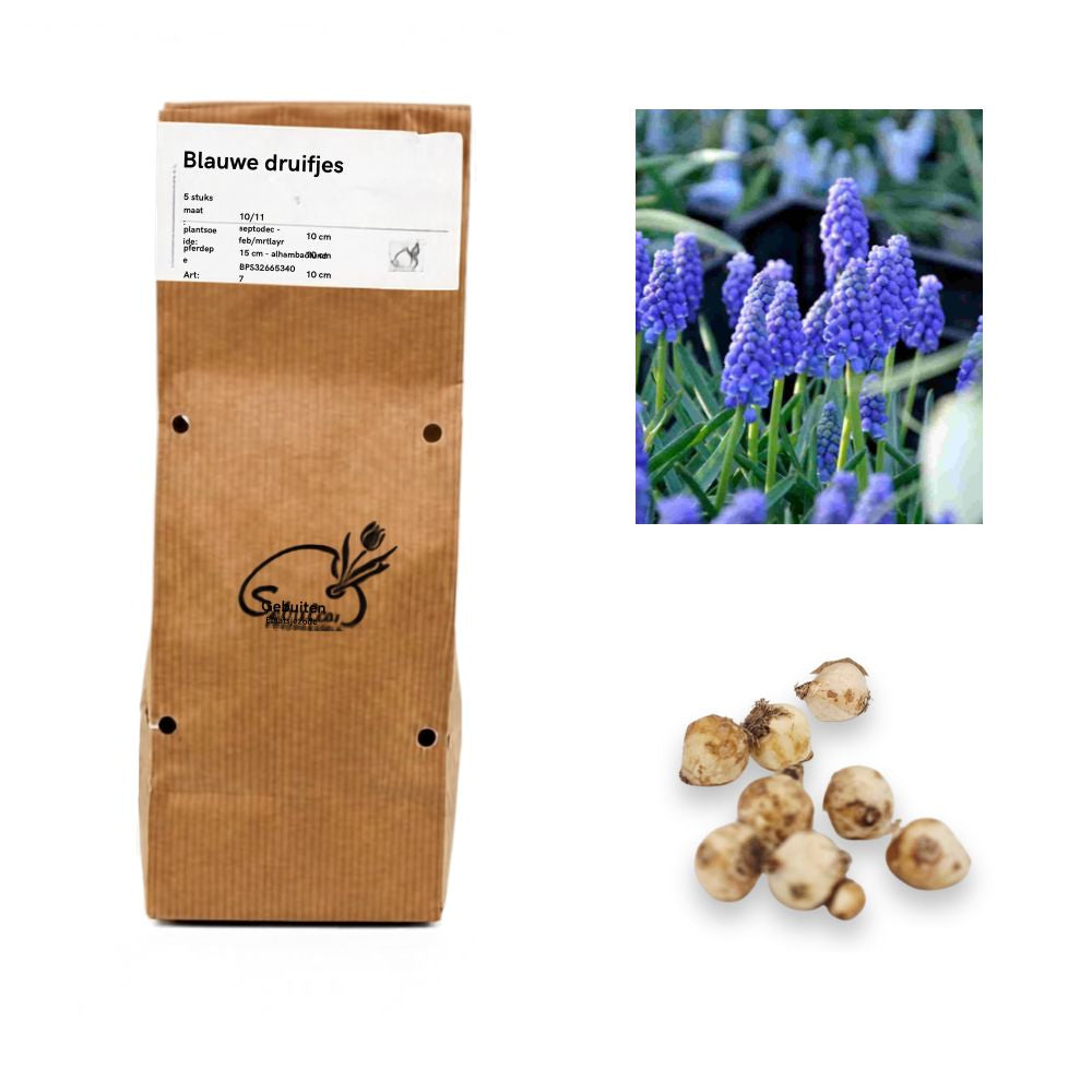 Blauwe druifjes (25 bollen)