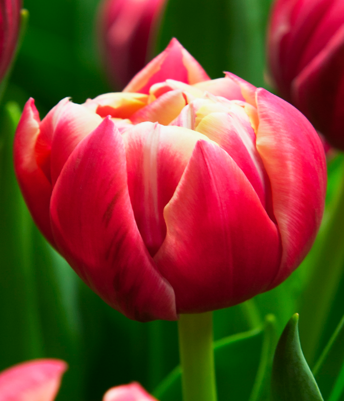Tulipa - Columbus (10 bollen)