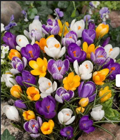 Crocus - Gemengd (20 bollen)