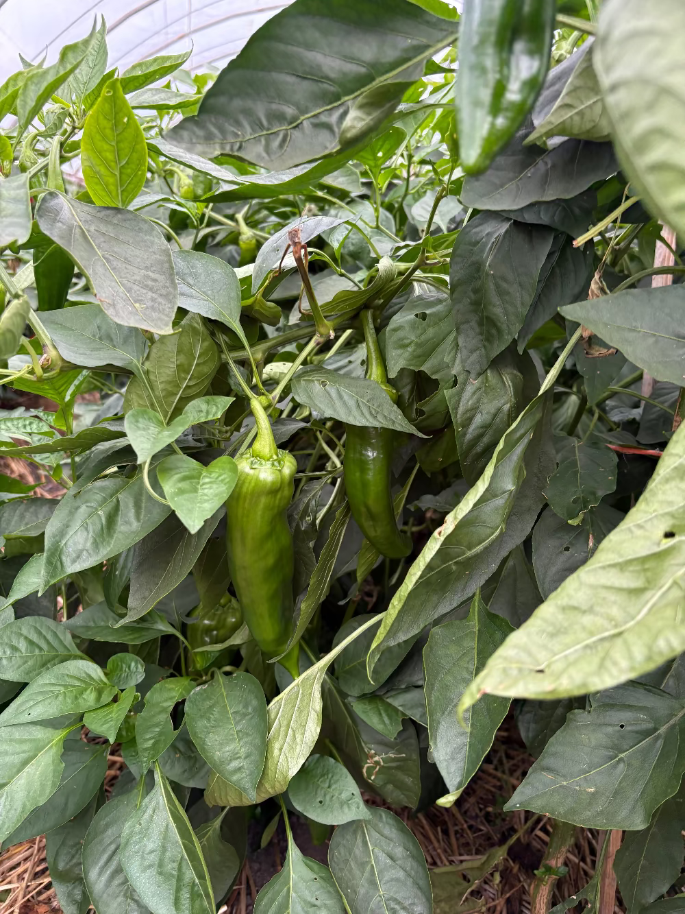 Groene paprika - klein 4 stuks