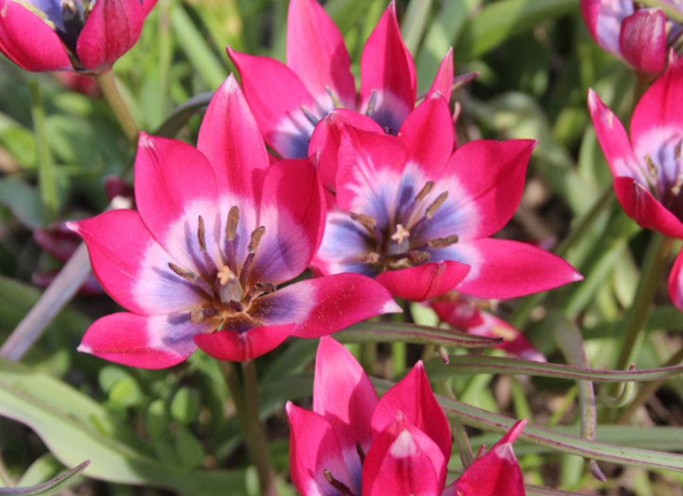 Tulipa - Little Beauty (25 bollen)