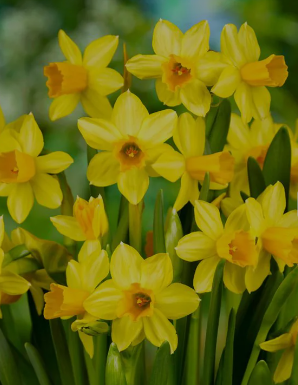 Narcis - Tête-à-Tête (10 bollen)
