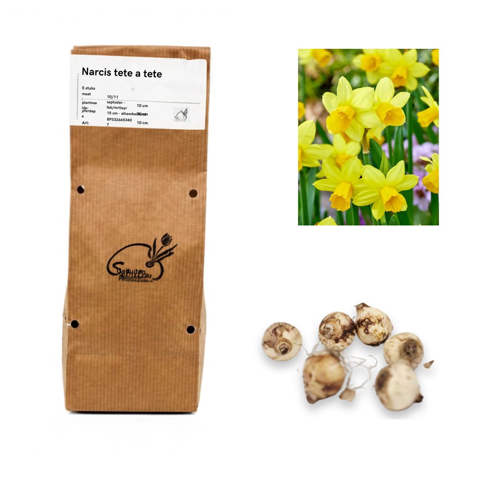 Narcis - Tête-à-Tête (10 bollen)