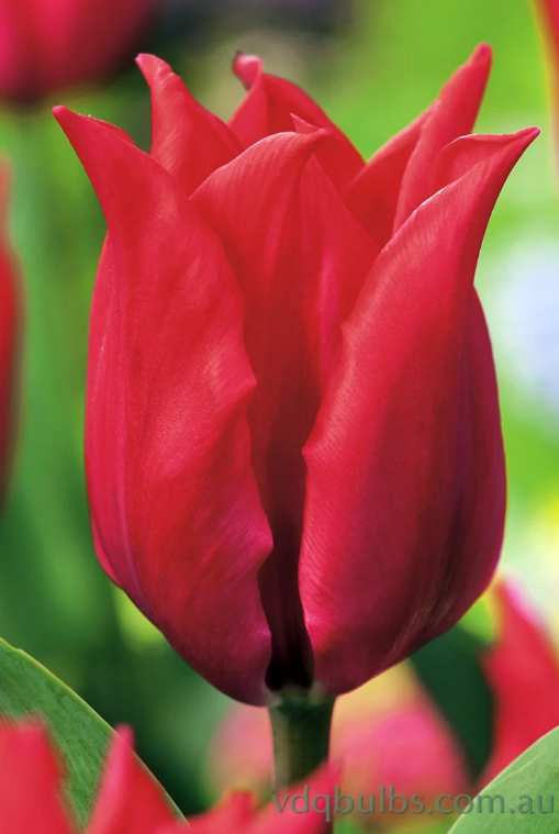 Tulipa - Pretty Woman (10 bollen)