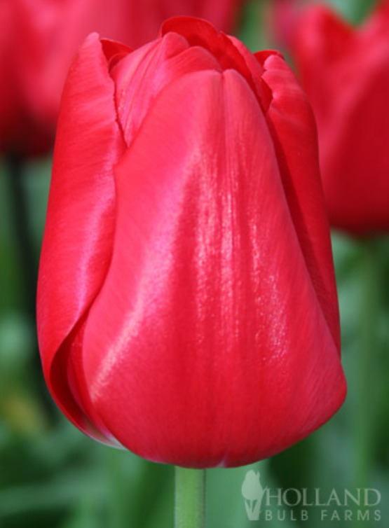 Tulipa - Seadov (10 bollen)