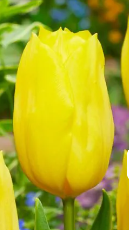 Tulipa - Strong Gold (10 bollen)