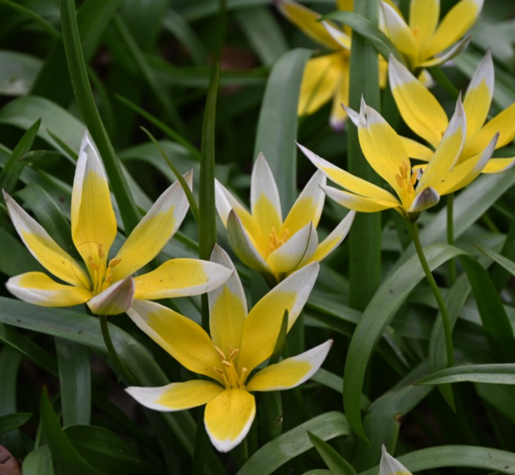 Tulipa - Tarda (25 bollen)