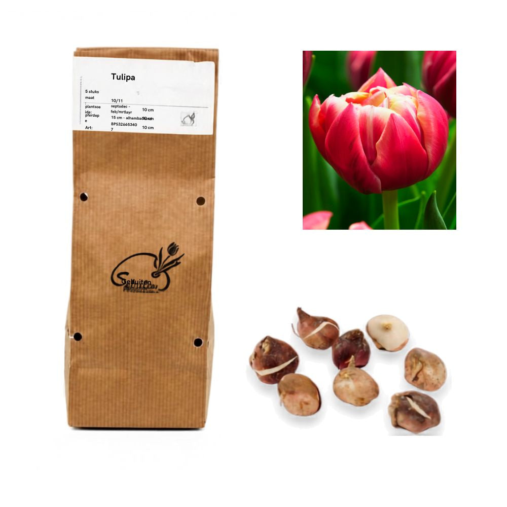 Tulipa - Columbus (10 bollen)