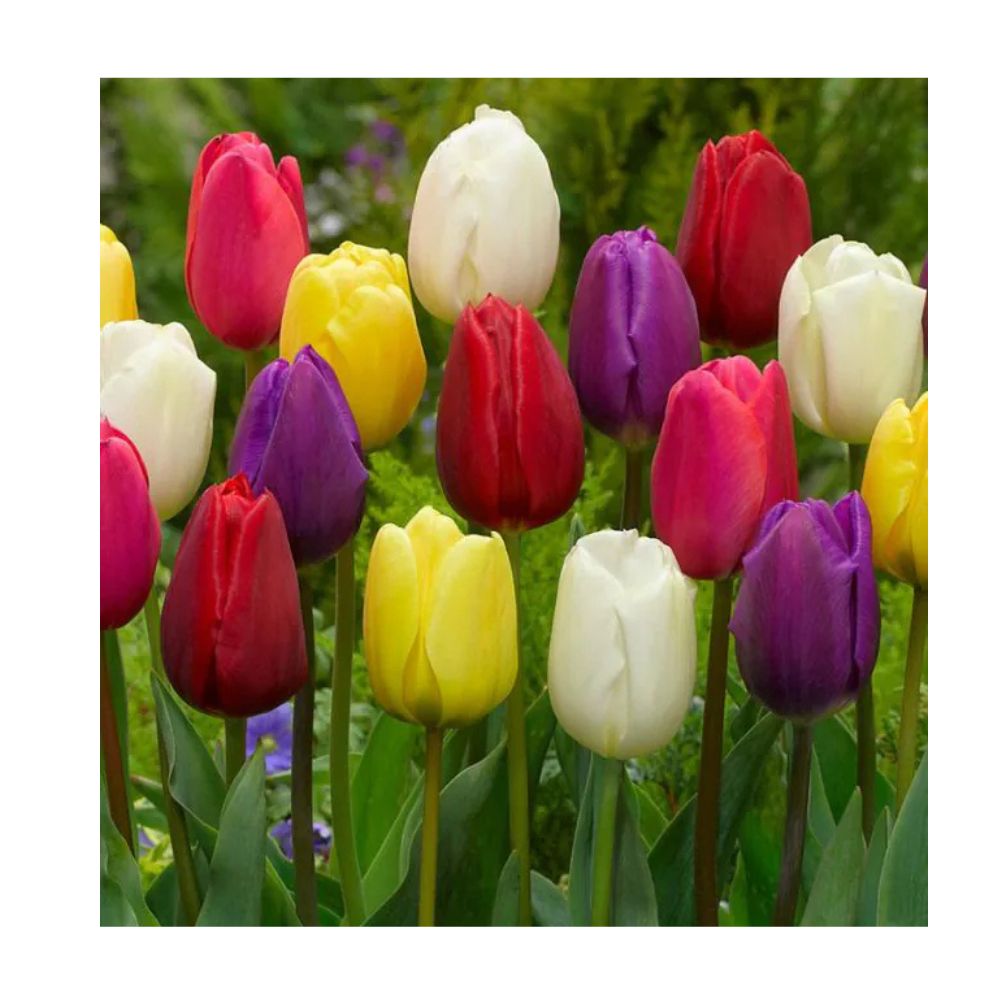 Tulipa - Gemengd (40 bollen)