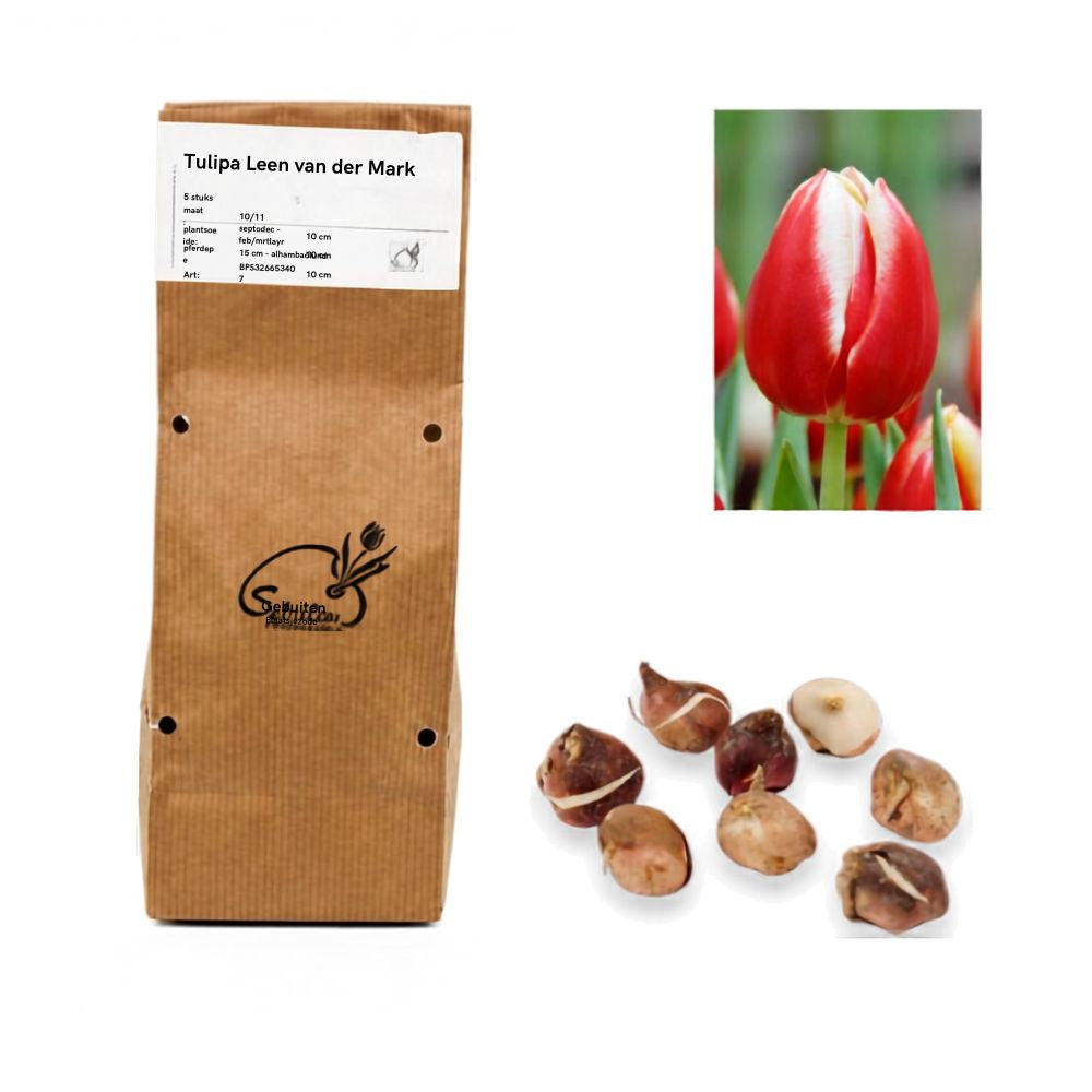 Tulipa - Leen van der Mark (10 bollen)