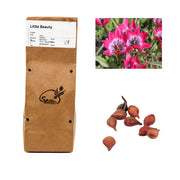 Tulipa - Little Beauty (25 bollen)