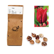 Tulipa - Pretty Woman (10 bollen)