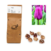 Tulipa - Puple Prince (10 bollen)
