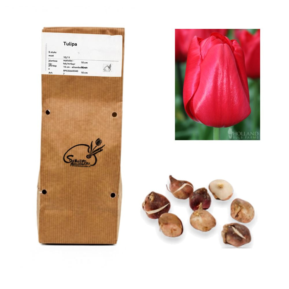 Tulipa - Seadov (10 bollen)