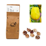 Tulipa - Strong Gold (10 bollen)