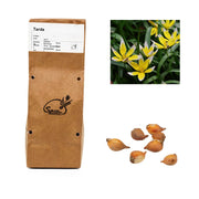 Tulipa - Tarda (25 bollen)
