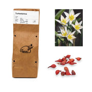 Tulipa - Trukestanica (25 bollen)