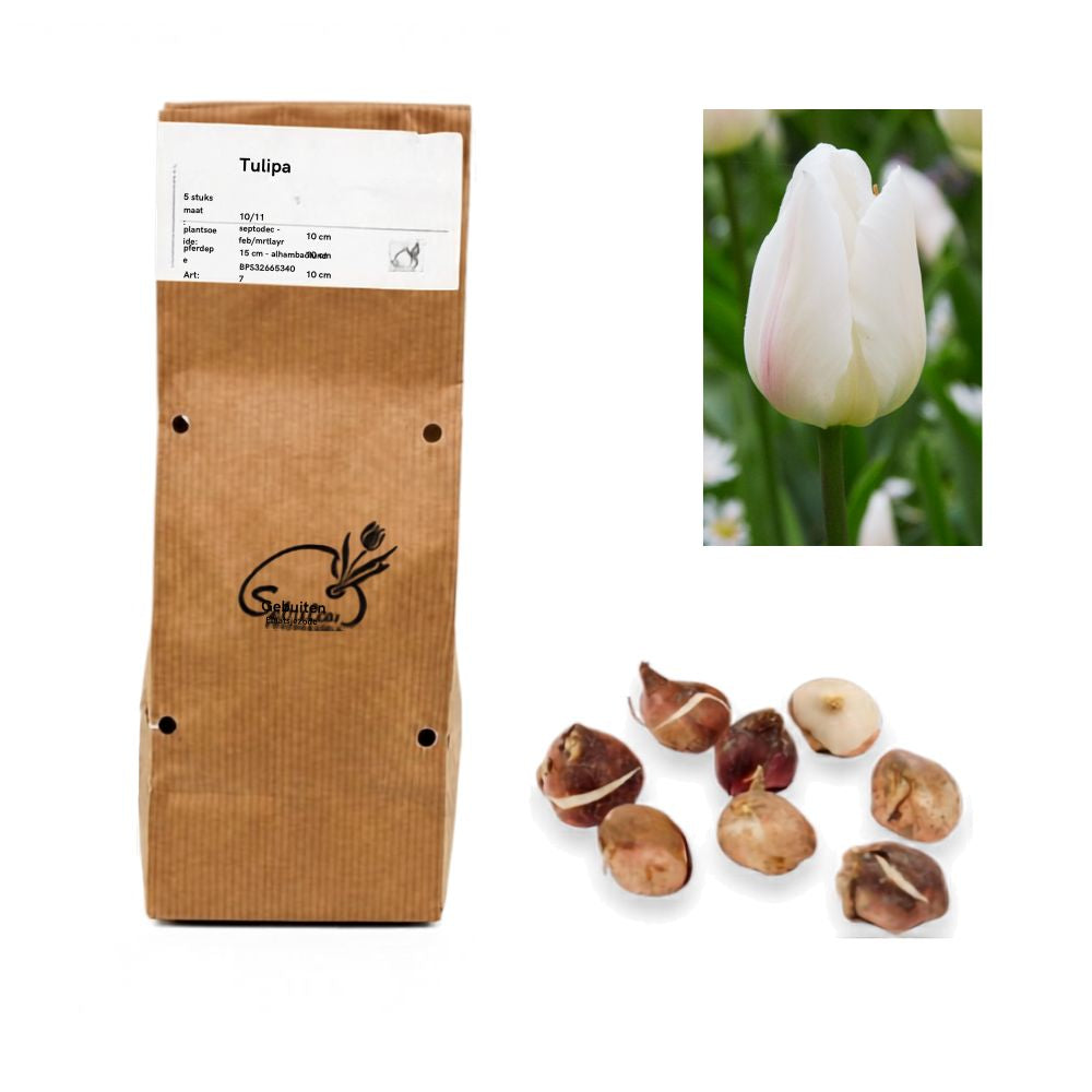 Tulipa - White marvel (10 bollen)