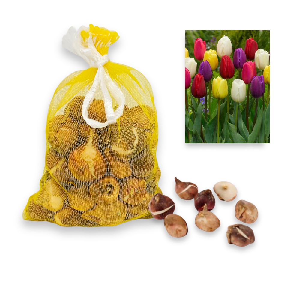 Tulipa - Gemengd (40 bollen)