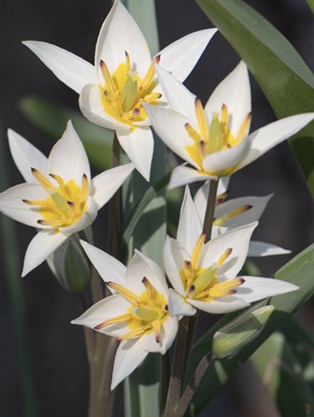 Tulipa - Turkestanica (25 bollen)