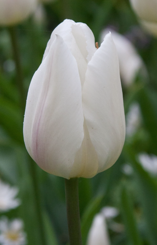 Tulipa - White Marvel (10 bollen)