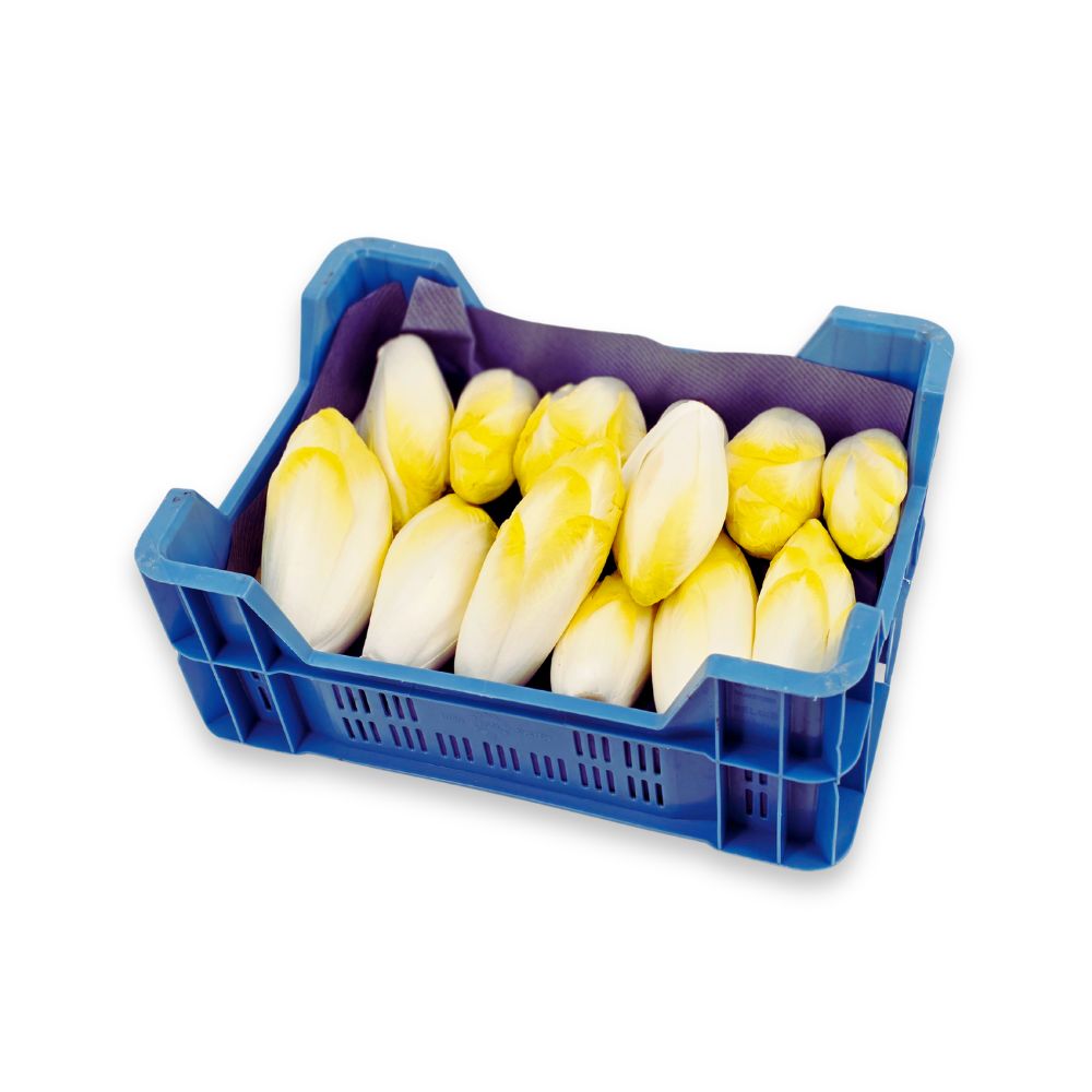 Witlof - ca. 500 gram