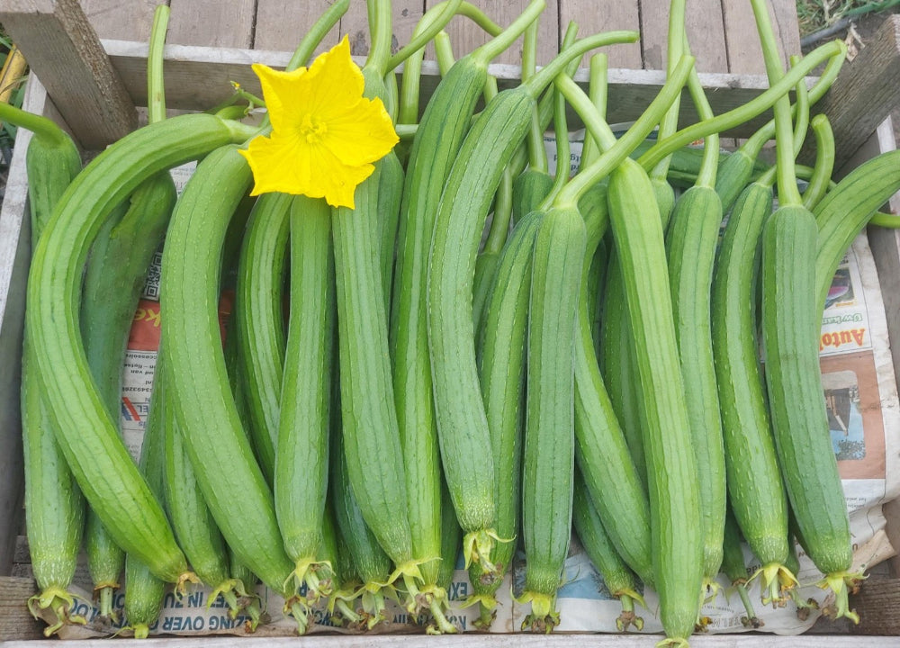 Luffa - 1 stuks