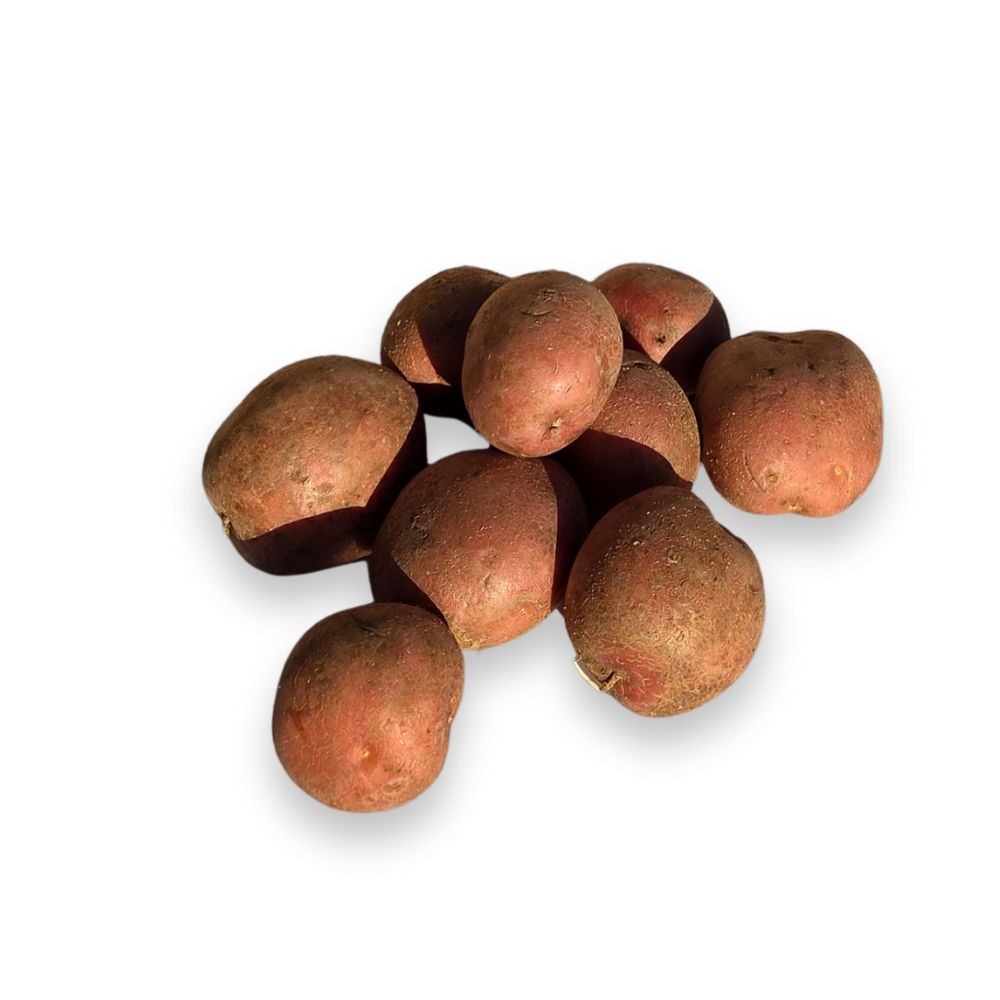 Bildtstar - 5 kg - redelijk vastkokend