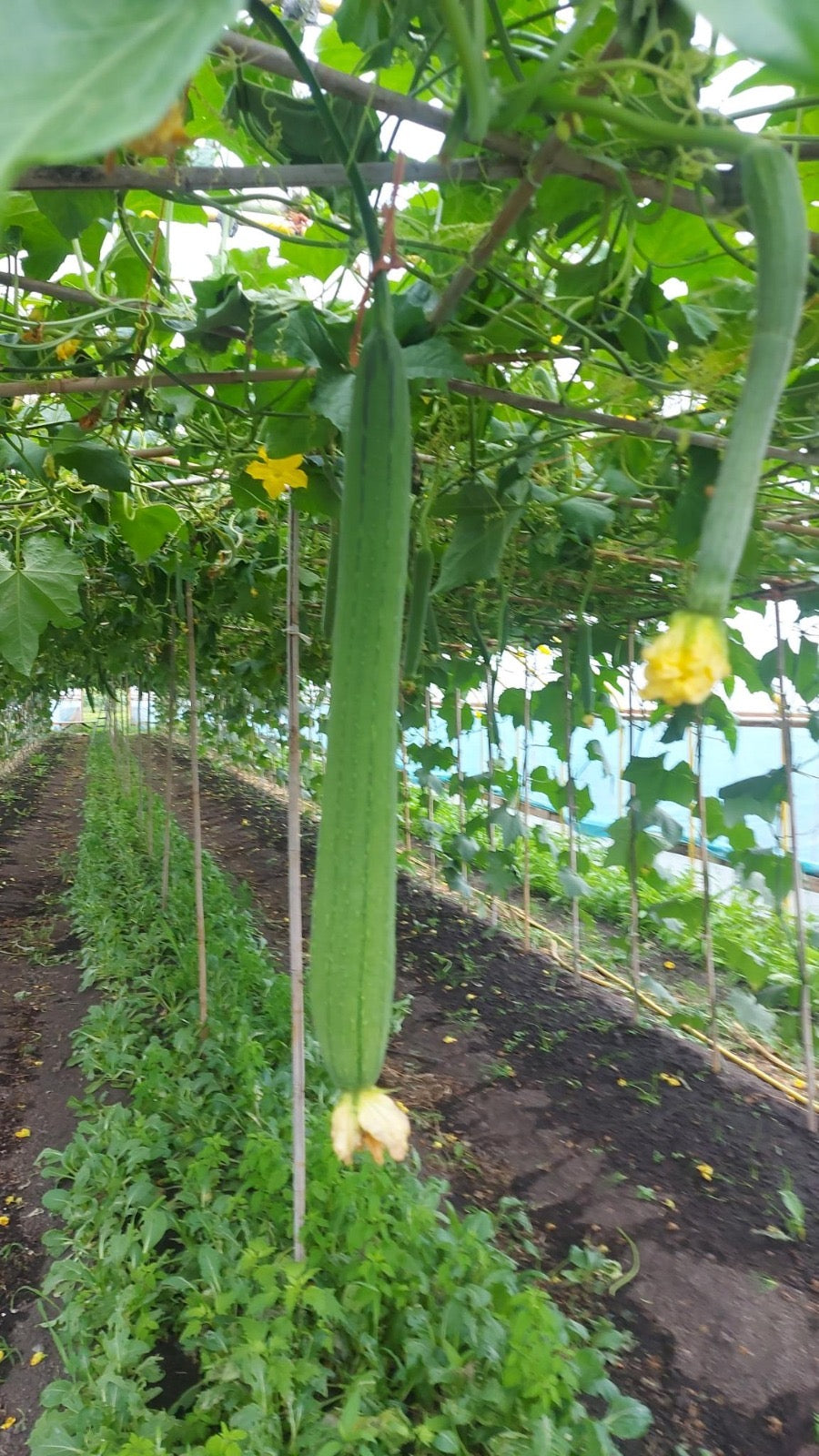 Luffa - 1 stuks