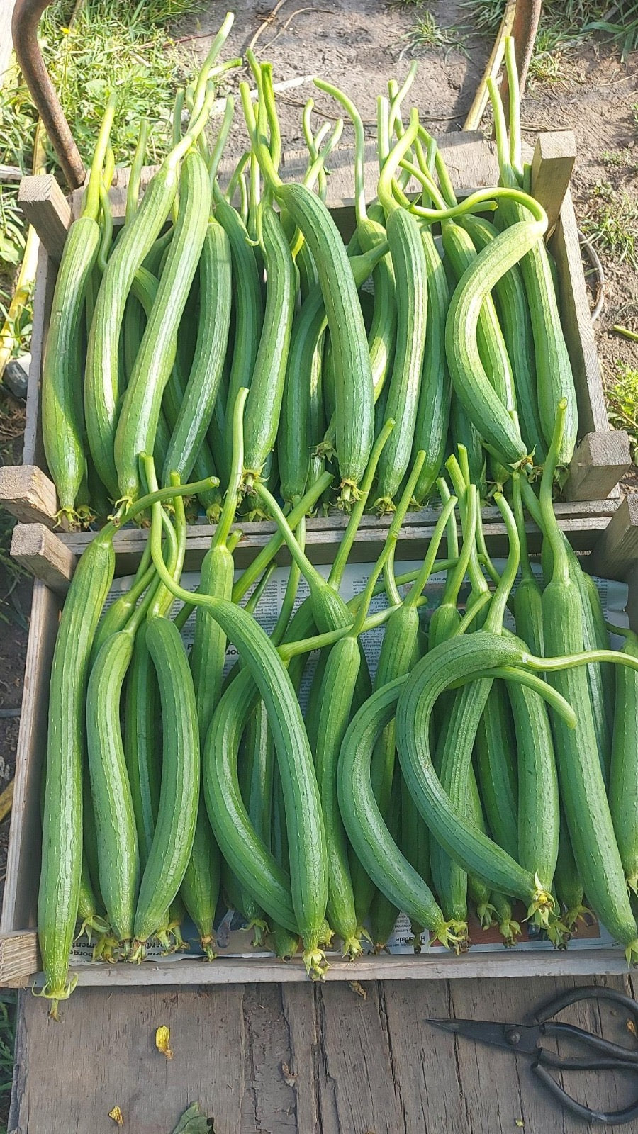 Luffa - 1 stuks