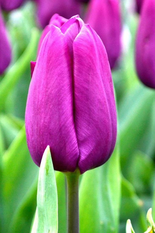 Tulipa - Purple Prince (10 bollen)